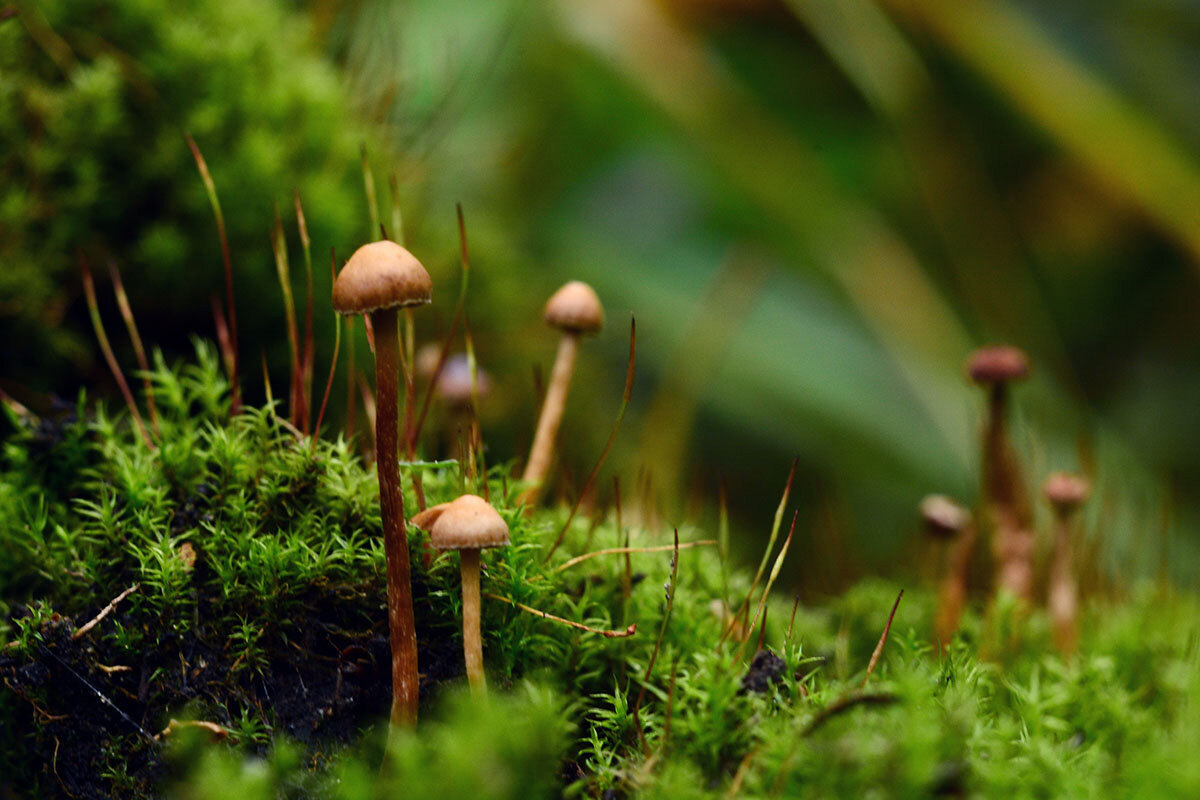 Галерина  Моховая - Геннадий Супрун