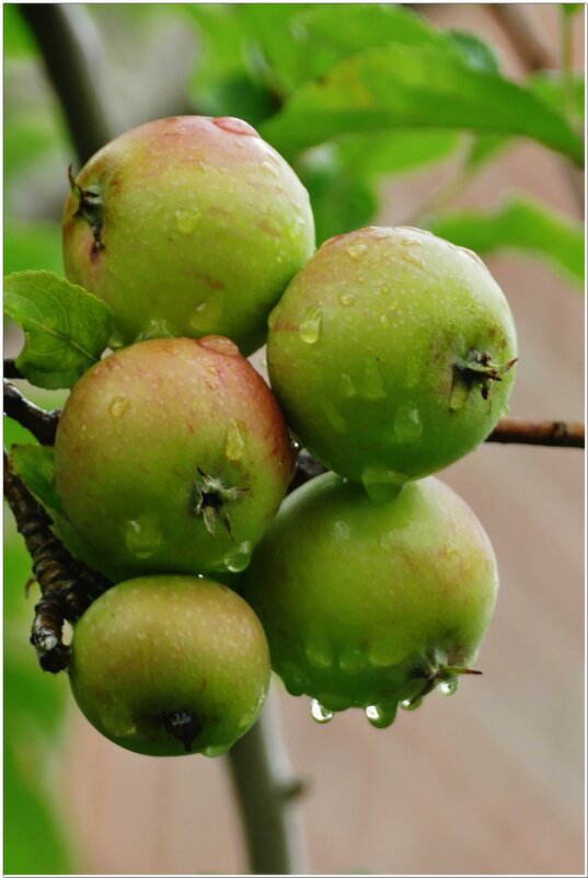 ПОСЛЕ ДОЖДЯ... - Elvira E. ПОСЛЕ ДОЖДЯ... - Elvira E.