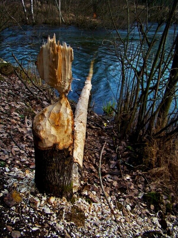 инсталляция от бобра - gawrilа - dan