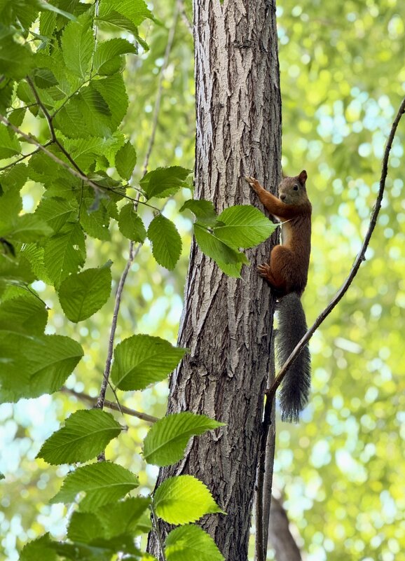 Никому не отдам дерево, оно моё! - Сергей Адигамов Никому не отдам дерево, оно моё! - Сергей Адигамов