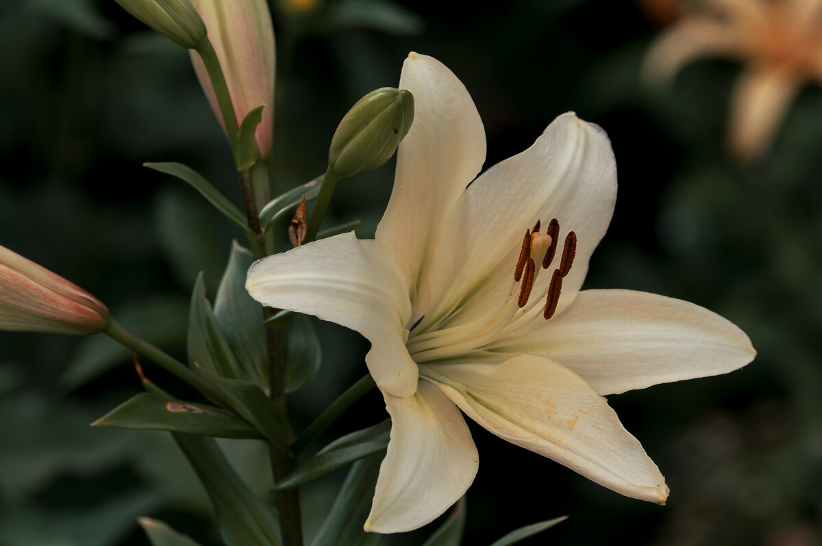 Ах, эти лилии! - Вадим Басов