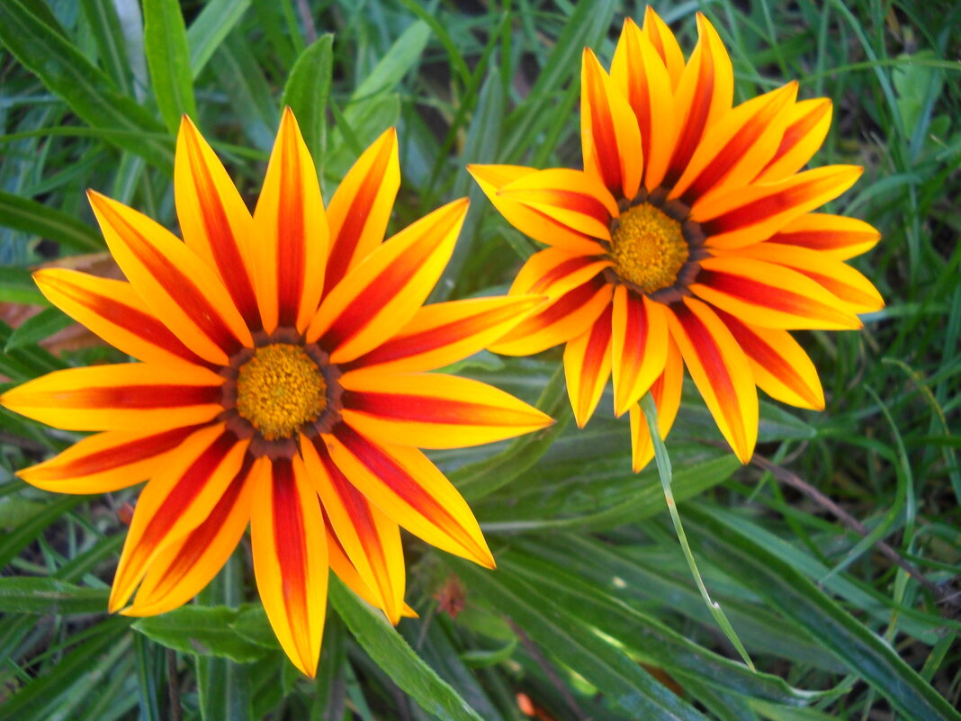 Газания - Victoria Газания - Victoria