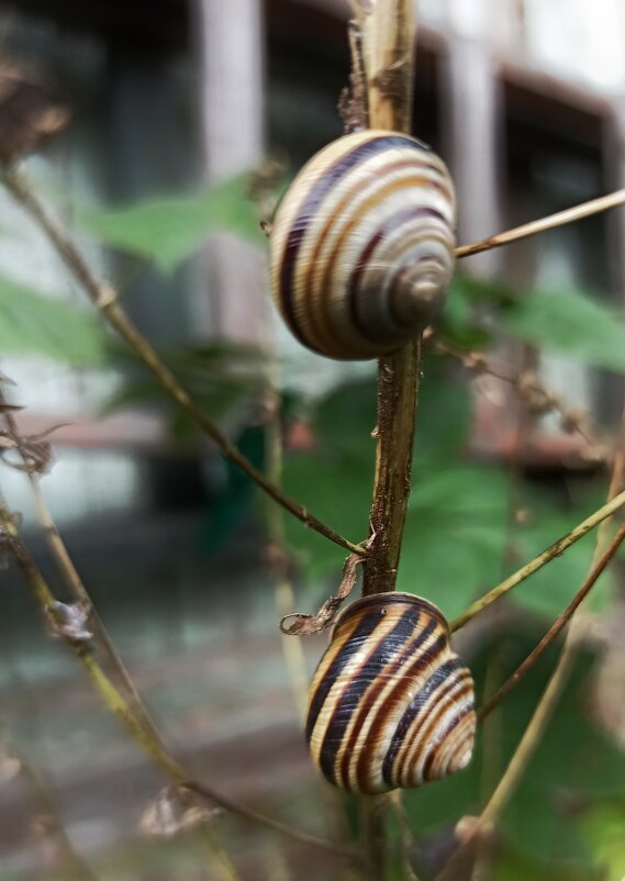 Сады заполонили разбойницы-улитки... - veilins veilins