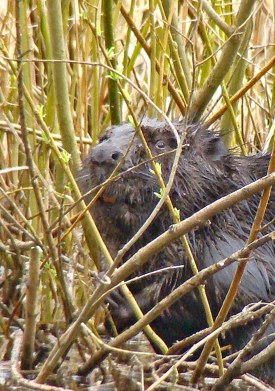 речной бобр или просто бобёр - gawrilа - dan речной бобр или просто бобёр - gawrilа - dan