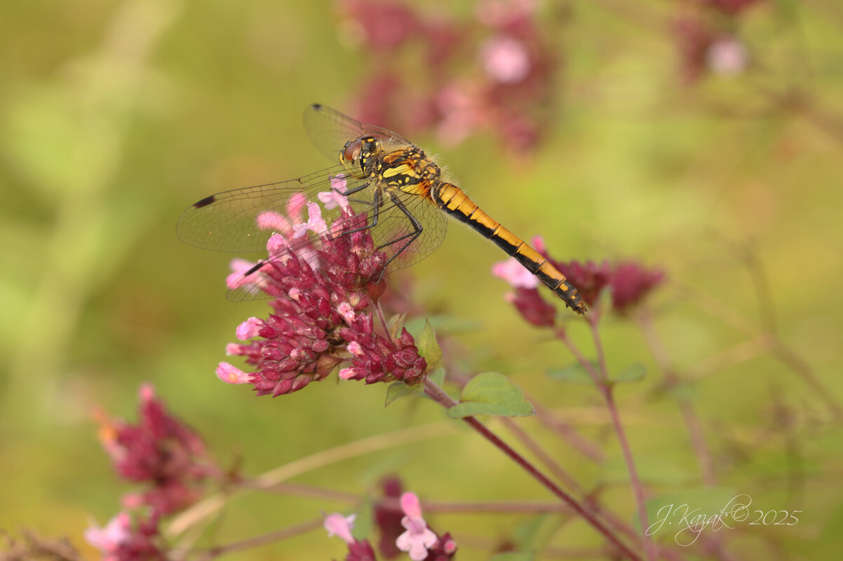 *** - Елена Kазак (selena1965) *** - Елена Kазак (selena1965)