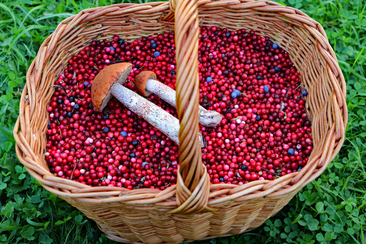 3 часа 20 литров брусники - краснов юрий 