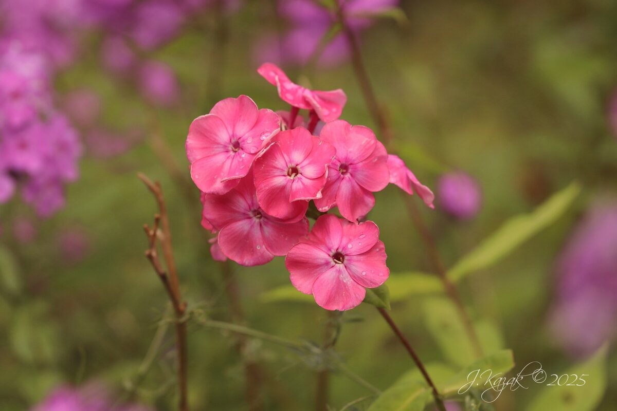 *** - Елена Kазак (selena1965)