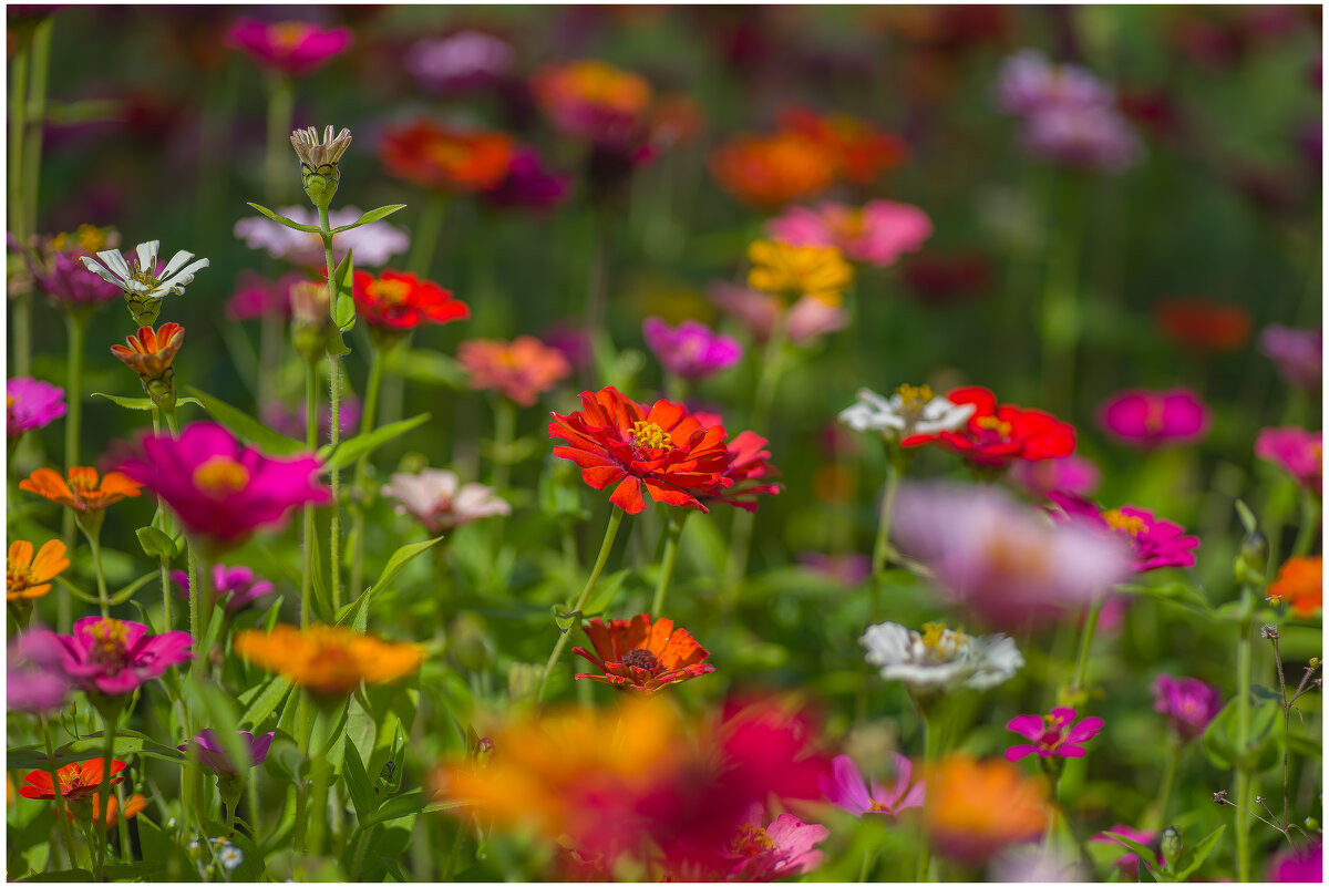 Цинии. - Sergey (Apg)