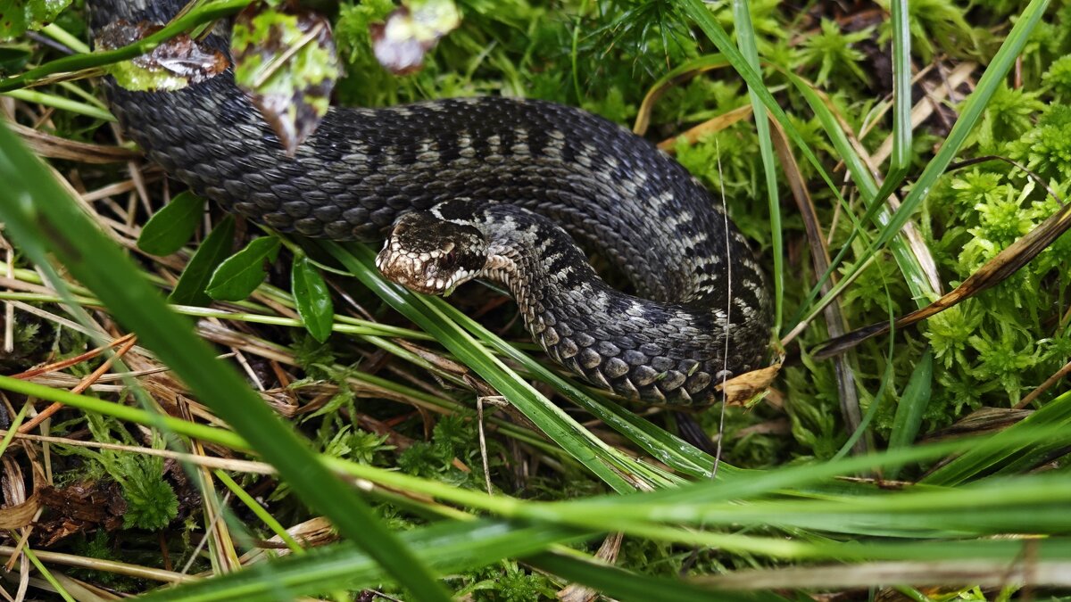 Гадючка - Станислав Мутовин