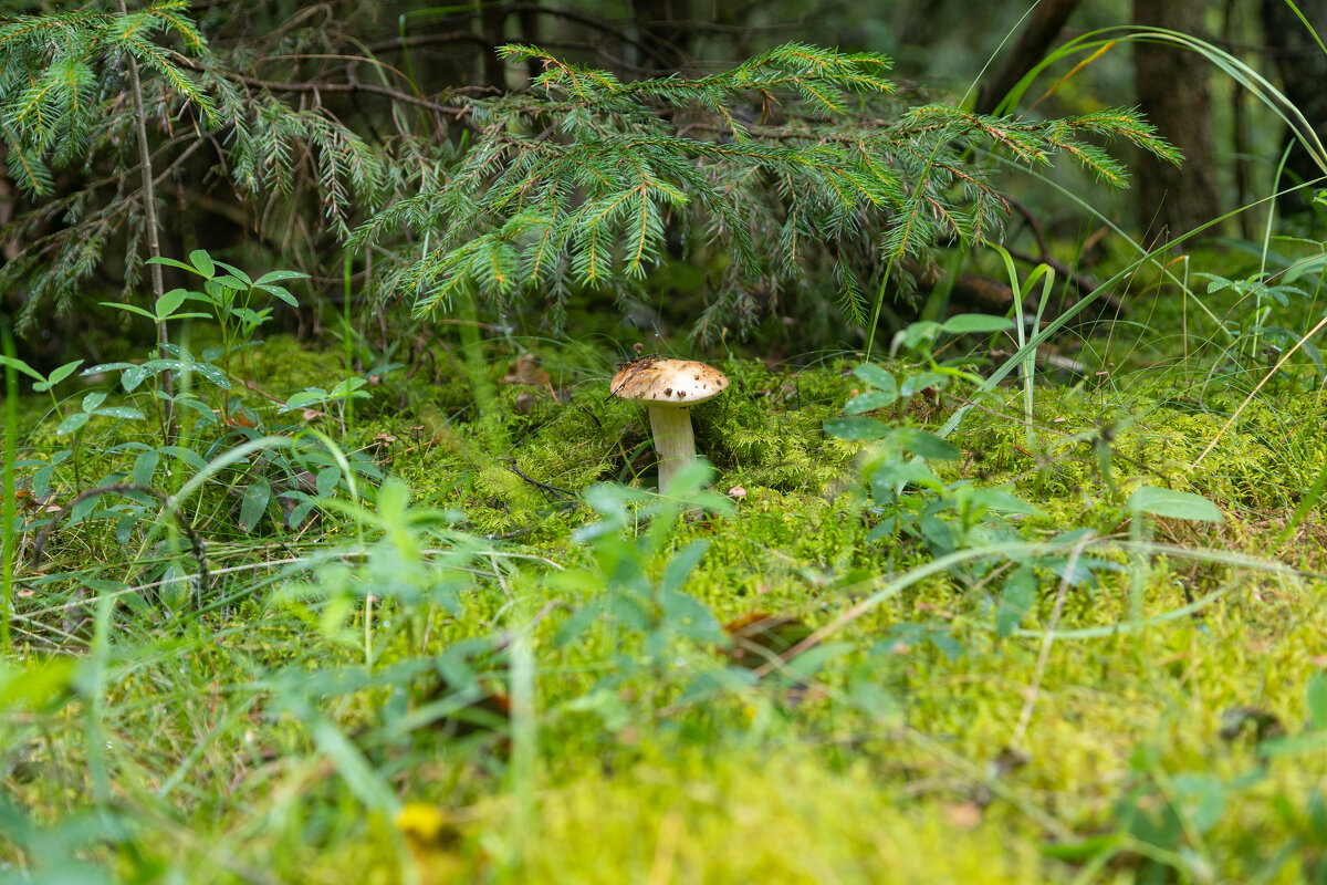 * - k-e-r-g-u-d-u DM