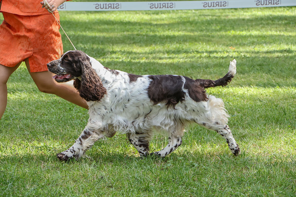 Пробежка - Анатолий Шумилин