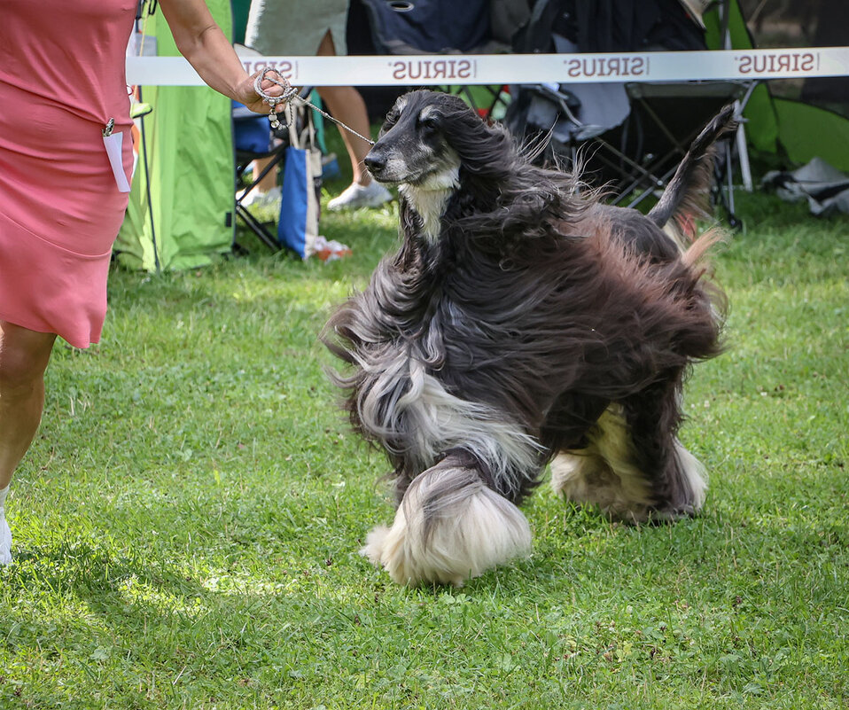 Афганская борзая - Анатолий Шумилин