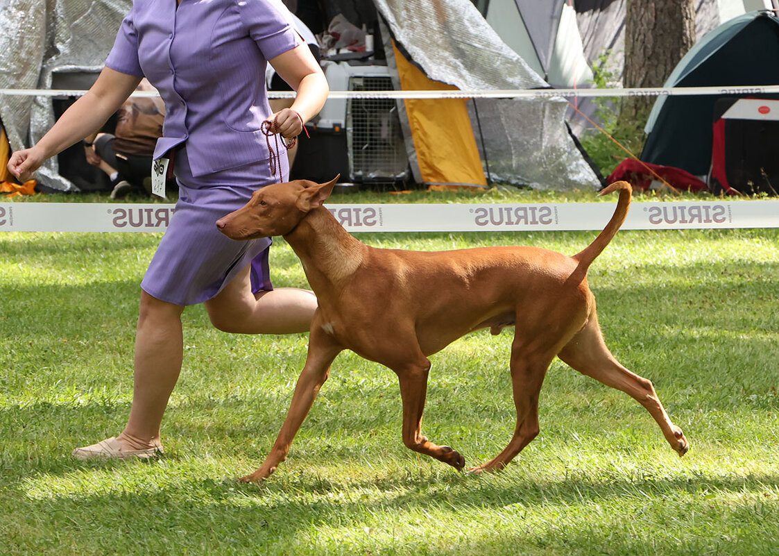 Пробежка - Анатолий Шумилин