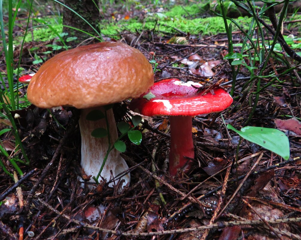 Нашёл себе подружку - Андрей Снегерёв Нашёл себе подружку - Андрей Снегерёв