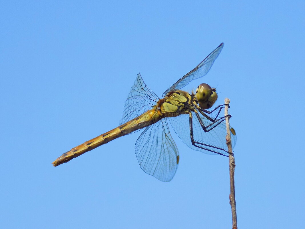 Сжатобрюх уплощённейший (самка) - Константин Штарк Сжатобрюх уплощённейший (самка) - Константин Штарк