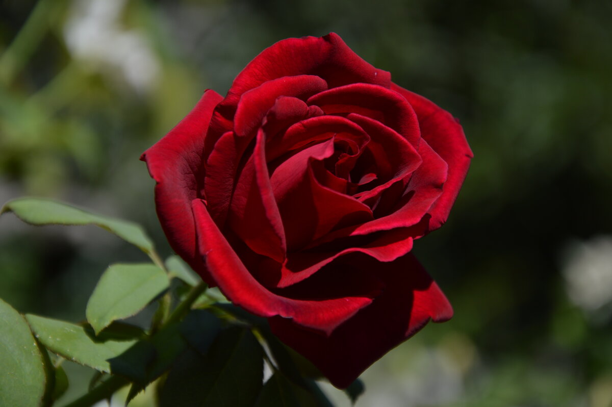 *** - Надежда Куркина *** - Надежда Куркина