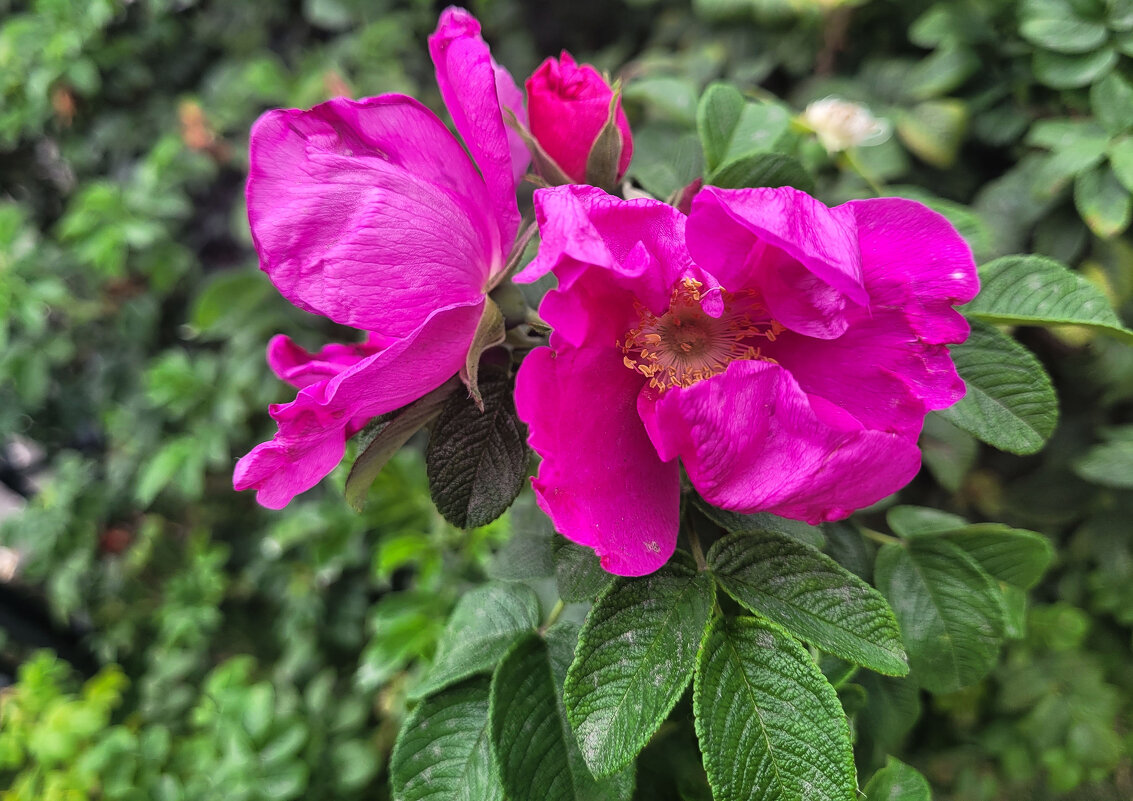 И в августе цветёт шиповник - Татьяна Машошина