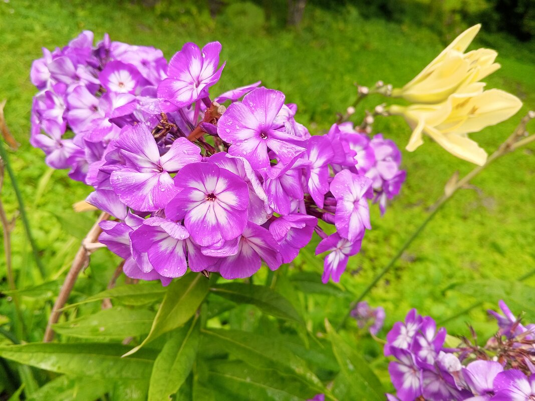 Флоксы - Сапсан 
