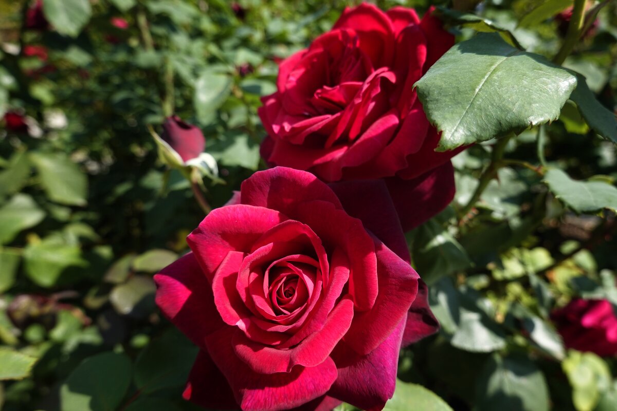 Роза красная...ты прекрасная! - Галина 