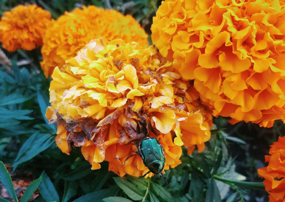 Зелёный жук - Андрей Хлопонин