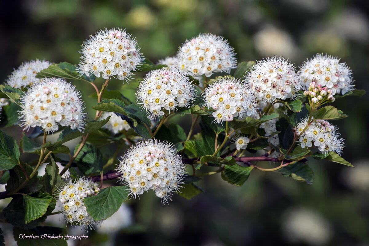 Спирея - Светлана Ищенко