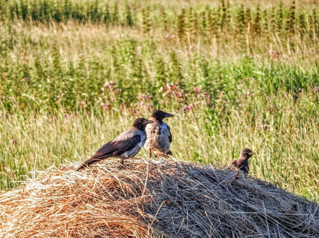 Две серые подружки и ... любопытная галка! :) - Елена Хайдукова ( Elena Fly ) Две серые подружки и ... любопытная галка! :) - Елена Хайдукова ( Elena Fly )