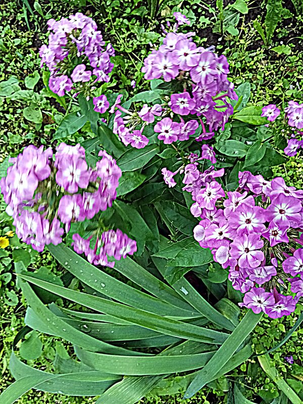 Цветы. - Владимир Драгунский