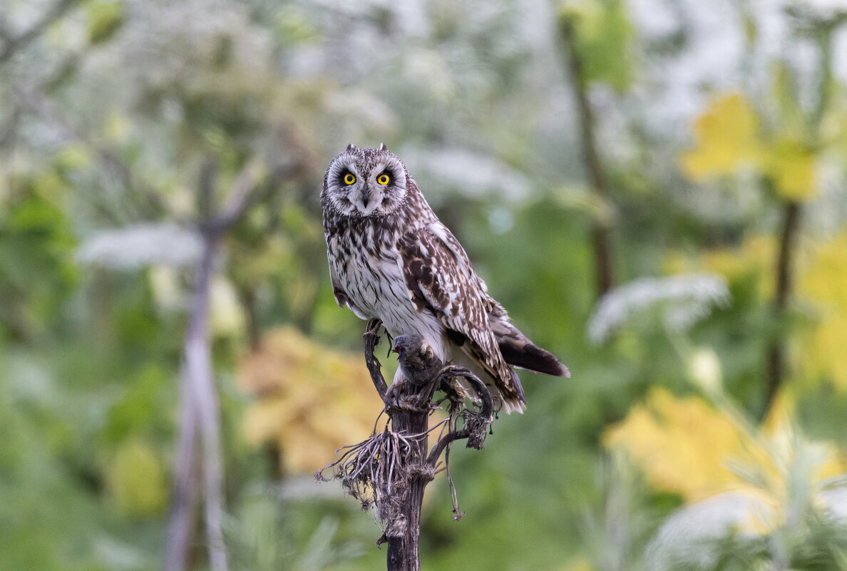 сова болотная - юрий макаров