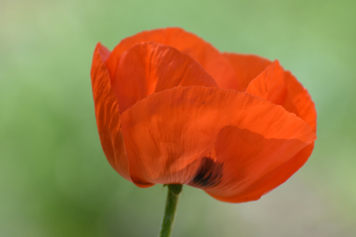 Лето в Ботаническом... Июнь. - Наташа *****