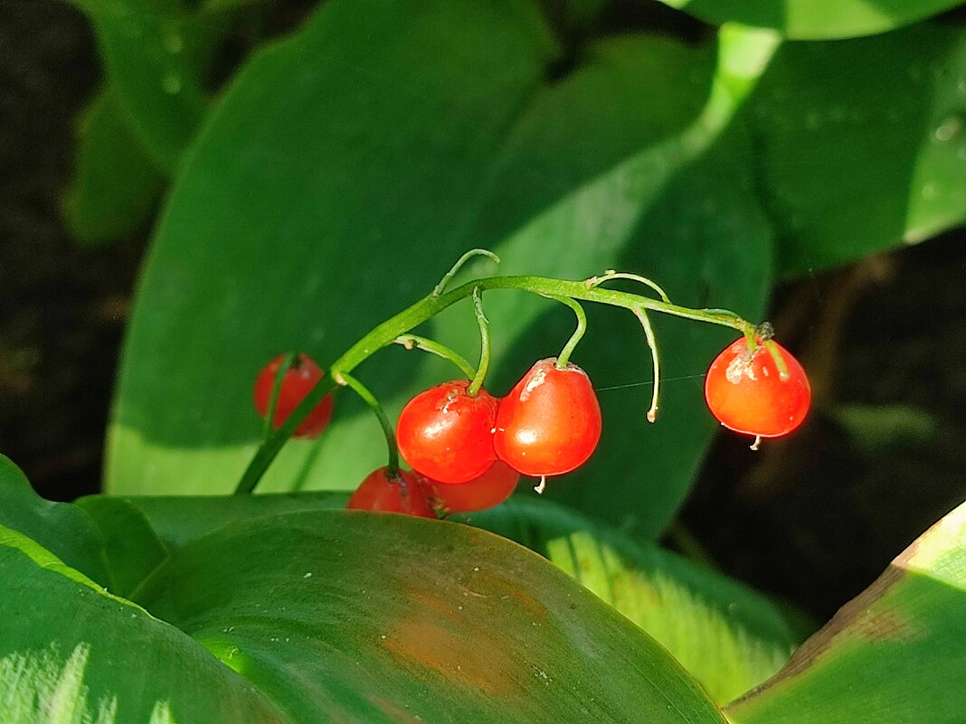 Ягоды  ландыша - Валентина Богатко 
