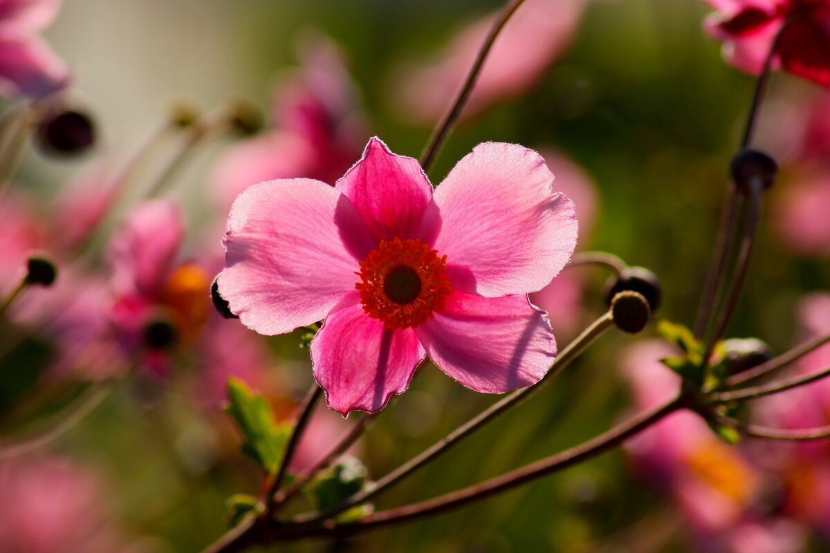 Утро - Юрий. Шмаков