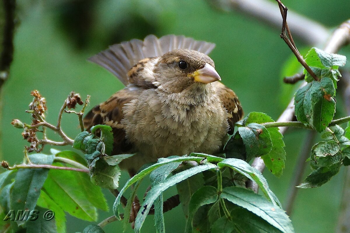 Настырный - kolyeretka Настырный - kolyeretka