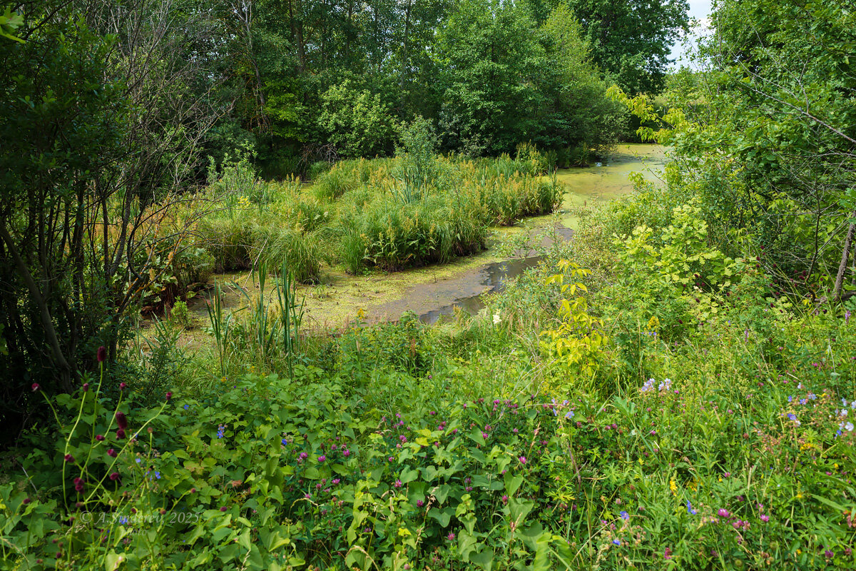 Заболоченная заводь озера - Александр Синдерёв