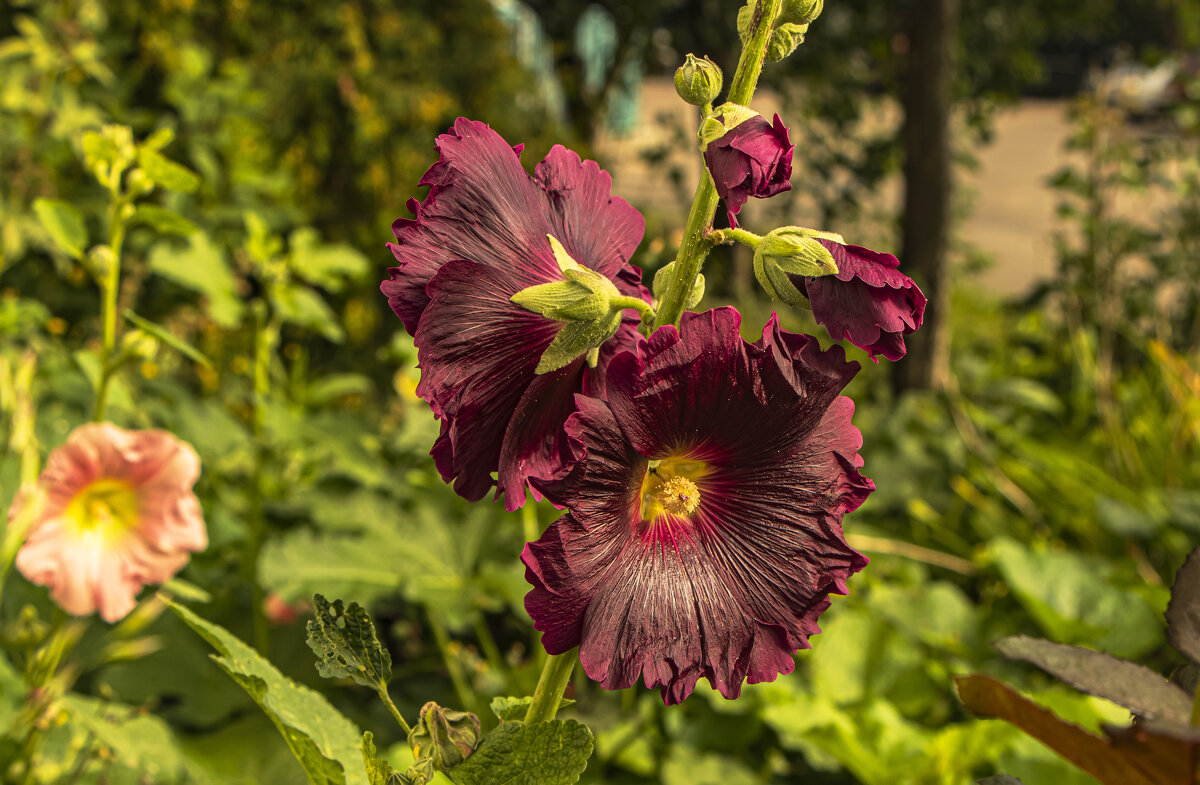 Мальва. - Петр Беляков