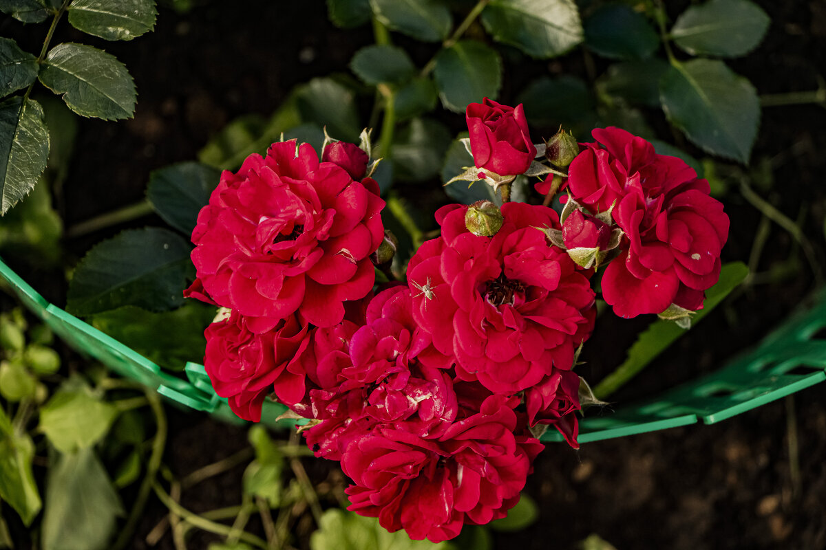 Конец августа. - Петр Беляков