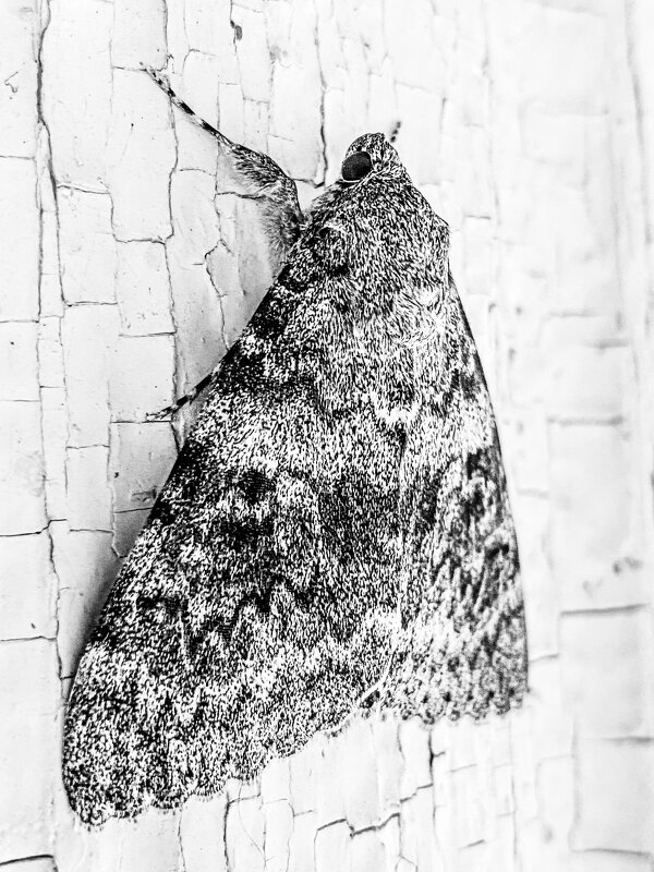 Здоровая детина - Игорь Чичиль