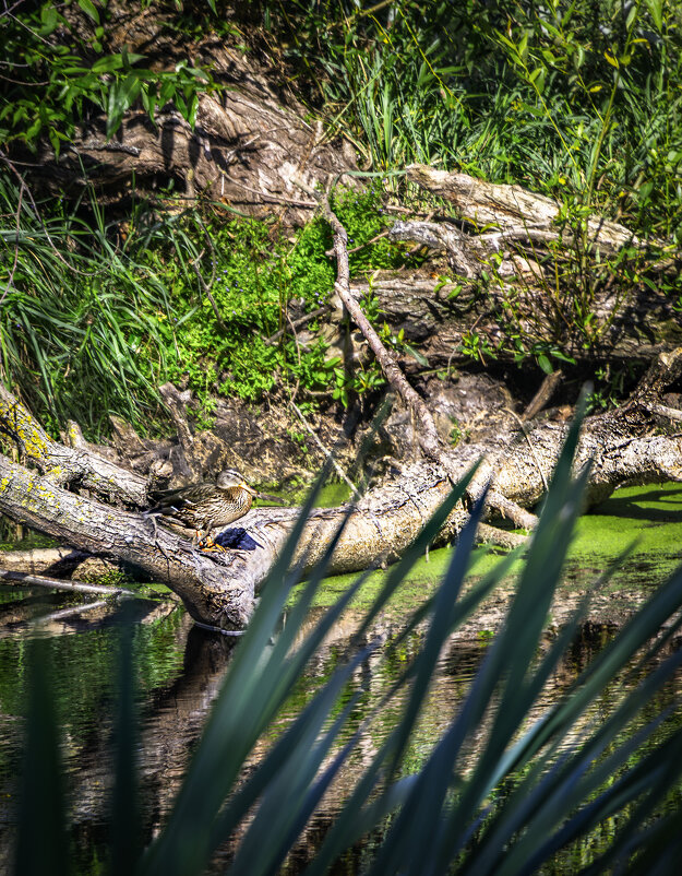 Найди утку - Игорь Чичиль Найди утку - Игорь Чичиль