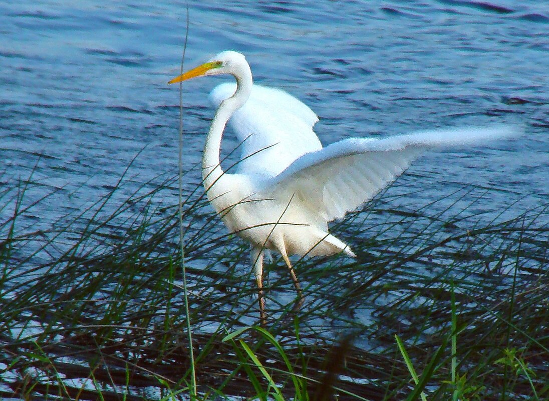 большая белая цапля - gawrilа - dan большая белая цапля - gawrilа - dan