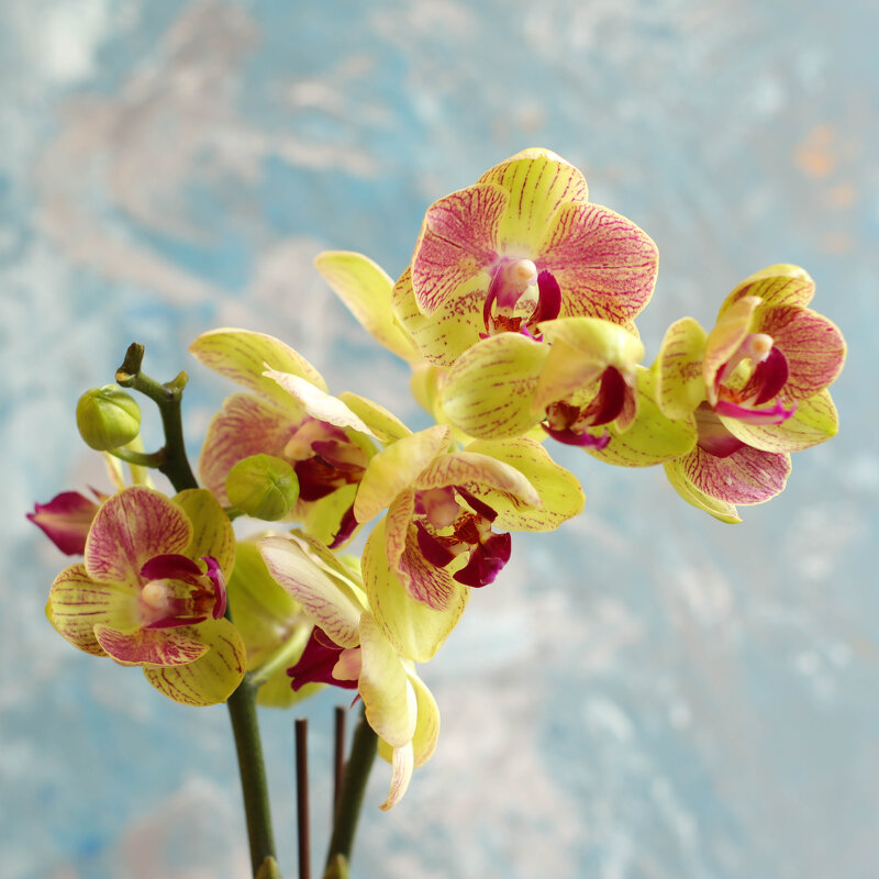 Моя коллекция орхидей - Irene Irene