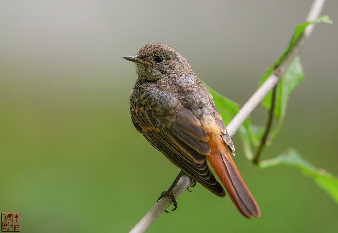 Было лето... - Станислав С.