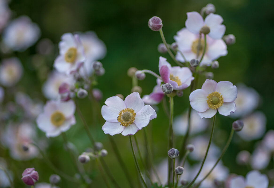 Анемона японская. - Sergey (Apg)
