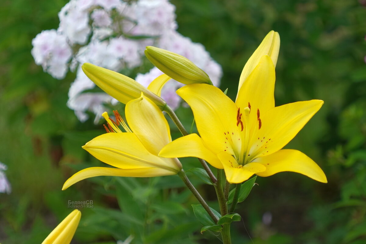 Жёлтые лилии - Сергей Беляев Жёлтые лилии - Сергей Беляев