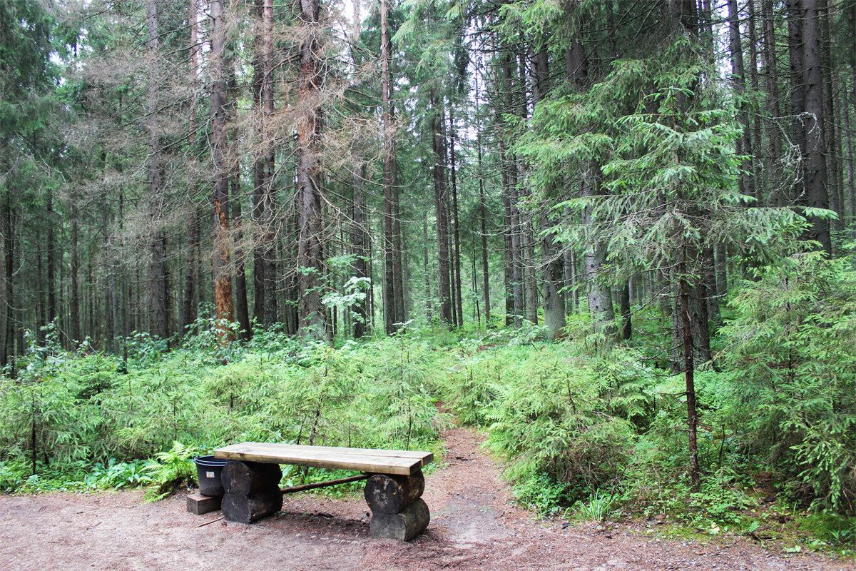 Леса Карелии - Любовь ***