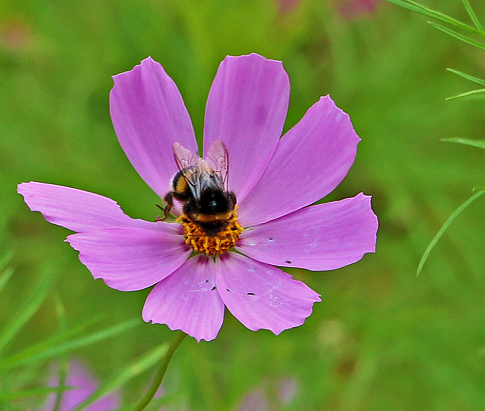 На космейке - Светлана 