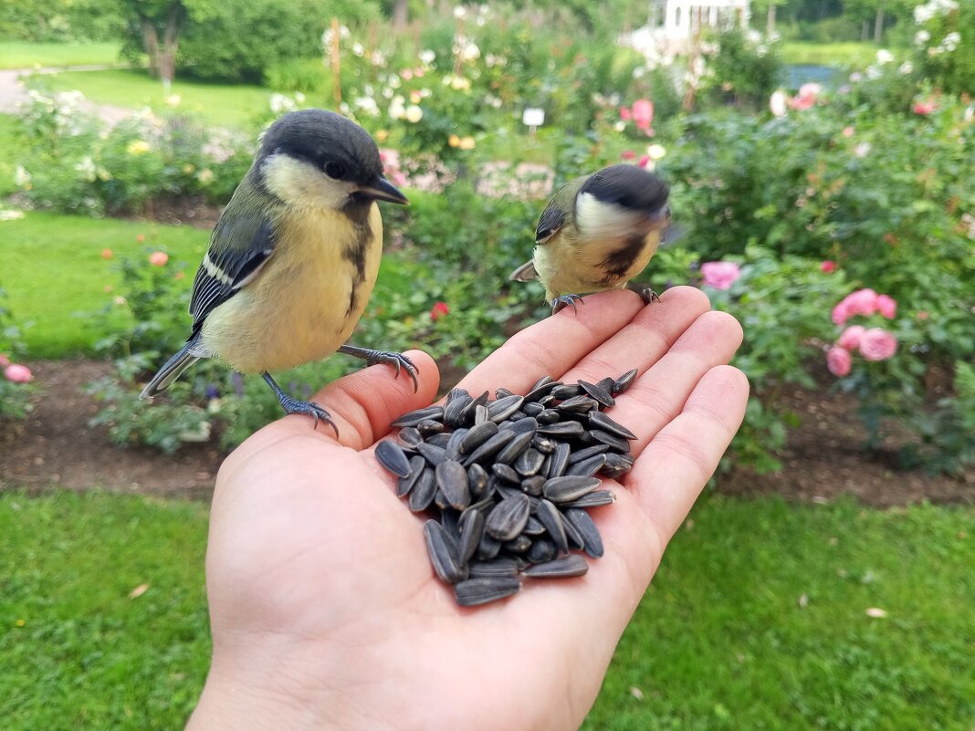 Синицы - Сапсан 