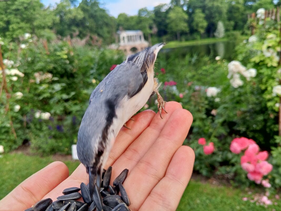 Поползень - Сапсан 
