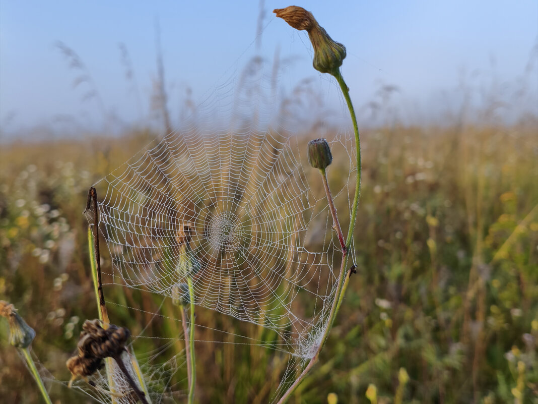 Паутина - Денис Бочкарёв