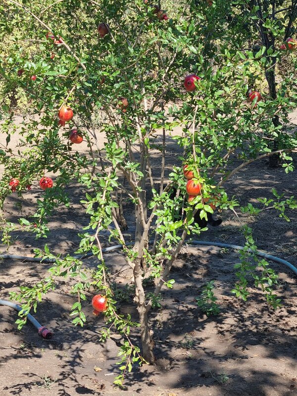 Куст граната - Наталья 