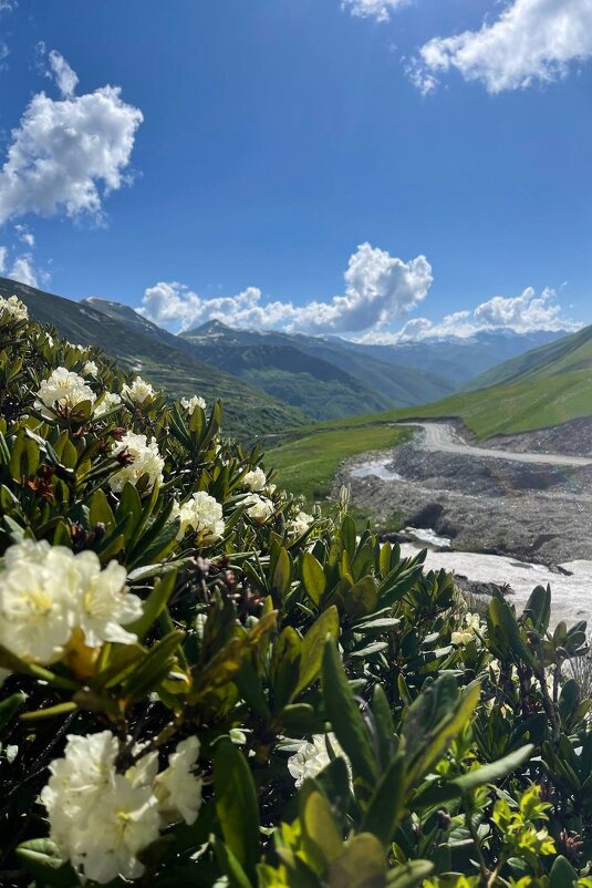 Цветут рододендроны - Марина Виноградова Цветут рододендроны - Марина Виноградова