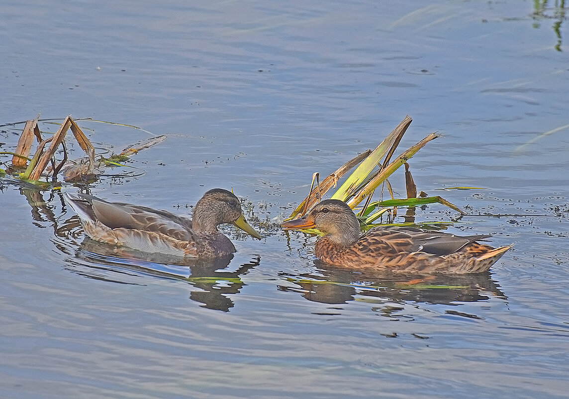 Разговор! - Валентина Нефёдова Разговор! - Валентина Нефёдова